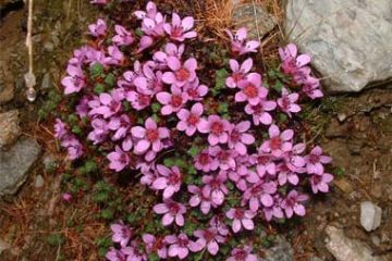 Rifugio Avanzà - Flora