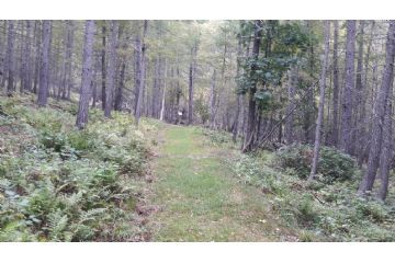 L'ampia traccia che attraversa il lariceto (foto: M. Caparello)