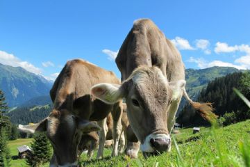 bando procedura aperta per la concessione precaria lotto di pascolo lotto lago della vecchia - mulatera