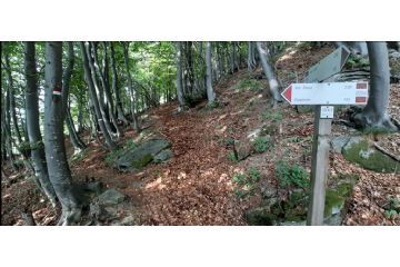 La splendida faggeta che si attraversa tra Pian Suffì e Santa Chiara di Giaglione (foto: M. Caparello)
